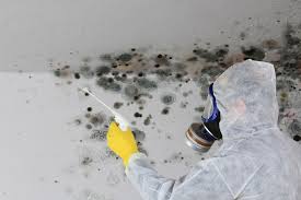 Mold Remediation for Vacation Homes in Rosemont, CA